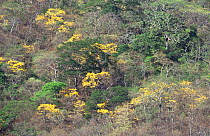 Flowering trees {Tabebula ochroacea} in tropical dry forest, Santa Rosa NP, Costa Rica
