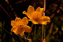 King cups (Marsh marigold) (Caltha palustris). England, UK, Europe