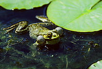 Marsh frog calling in pond {Rana ridibunda} Sussex, UK.