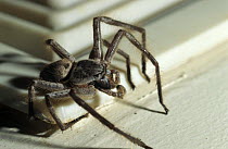 Huntsman spider in house (Heteropoda venatoria) Melbourne, Australia