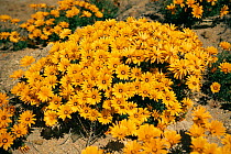 Flowers blooming in desert, Namaqualand, South Africa.