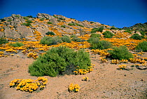 Flowering desert, Namaqualand, South Africa.