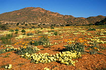 Flowers blooming in desert, Namaqualand, South Africa.