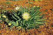 Flower blooming in desert, Namaqualand, South Africa.