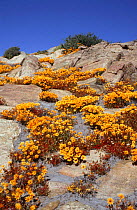 Flower bloom in desert after annual rains,  Namaqualand, South Africa