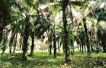 Oil palm plantation, replacement of original tropical rainforest, Sabah, North Borneo, Malaysia