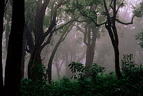Temperate rainforest of Mount Kilum, Cameroon, West Africa