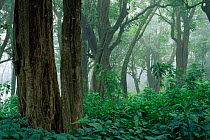 Temperate rainforest of Mount Kilum, Cameroon