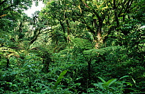 Temperate rainforest habitat of Mount Kilum, Cameroon