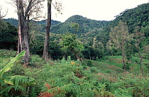Fields bordering Temperate rainforest of Mount Kilum, Cameroon, West Africa