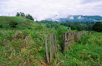 Fields bordering temperate rainforest of Mount Kilum, Cameroon, West Africa
