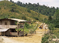 Cattle farm in deforested area of coast, Esmeraldas, Ecuador
