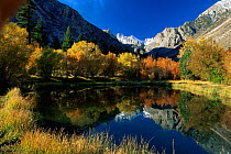 Autumn fall colours by pond in Eastern Sierras, California, USA