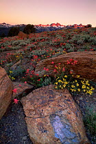 Sunrise over spring flowers at Minaret Vista, Eastern Sierras, California, USA