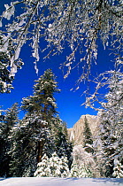 Snow laden trees in winter, below Yosemite Falls, Yosemite NP, California, USA