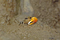 Male fidler crab. Queensland {Uca pugilator} Australia Cairns Botanical Gardens