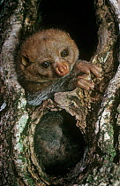 Potto {Perodicticus potto ibeanus} in daytime resting hole in tree, Epulu, Ituri Rainforest Reserve, Dem Rep of Congo