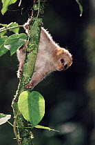 Potto on tree, Epulu, Ituri Rainforest Reserve Dem. Rep. of Congo (formerly Zaire)