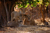 Asiatic lioness and sub-adult group [Panthera leo persica} Gir Forest, India.