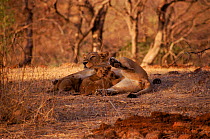 Asiatic lioness suckling cubs [Panthera leo persica} Gir Forest, India.
