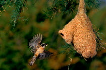 Penduline tit flying to nest, Spain.