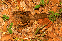 Common pauraque camouflaged  on leaf litter. Tropical dry forest, Santa Rosa NP, Costa Rica