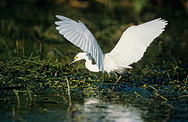 Snowy egret {Egretta thula} fishing with wings stretched, Everglades NP, Florida, USA.