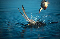 Common tern {Sterna hirundo} diving into water, fishing, following a gull, Long Island, New York, USA.