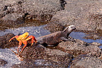 Sally lightfoot crab {Grapsus grapsus} and Marine  iguana {Amblyrhynchus cristus} on rocks, Galapagos