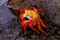 Sally lightfoot crab (Grapsus grapsus). Galapagos Islands