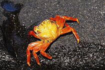 Sally lightfoot crab {Grapsus grapsus} Galapagos Islands.