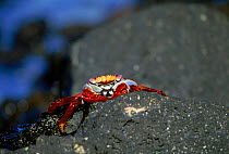 Sally lightfoot crab, Galapagos Islands.