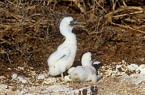 Two Blue footed booby (Sula nebouxii) chicks, North Seymour Island, Galapagos