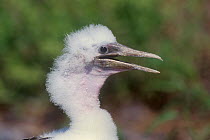 Masked / Blue faced booby (Sula dactylatra) chick, Hood Island, Galapagos