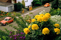 Swallowtail butterfly on window box flowers. Near Heidelberg, Germany