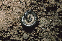 White legged snake millipede {Tachypodoiulus niger} coiled in defence, UK