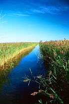 Drainage ditch / dyke in reedbed. Cley Nature Reserve, Norfolk. England