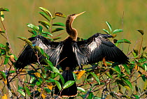 American darter drying its wings in mangrove tree. Everglades NP Florida USA