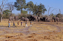 Walking safari in Chobe NP, tourists viewing elephants. Botswana, Southern-Africa.