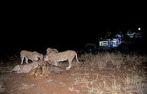 Game viewing safari at night, tourists watching lion pride at kill. Mala Mala Game Reserve.
