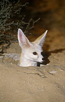 Sand fox {Vulpes rueppelli} emerging from desert burrow at night, United Arab Emirates.