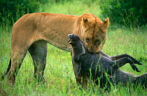 Lioness {Panthera leo} killing female Warthog,  Masai Mara Game Reserve, Kenya
