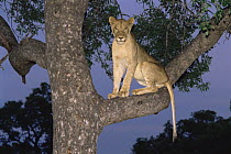 Lioness (Panthera leo) sitting in Marula tree {Sclerocarya birrea} at dusk, Mala Mala NP, South Africa