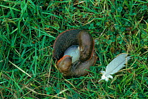 Black slugs (Arion ater) mating. England, UK, Europe