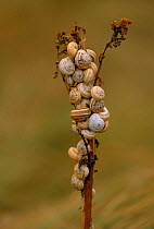 Sandhill snails (Theba pisana). Brittany, France, Europe