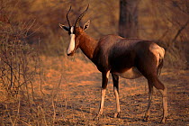 Bontebok, Makuti Game Reserve, Namibia