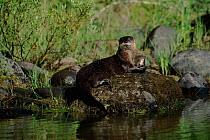 Canadian otter feeding on fish, USA