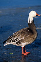 Snow goose {Chen caerulescens} blue phase plumage, Illinois, USA.