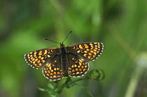 Heath fritillary butterfly {Melitaea athalia} UK