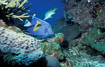 Yellowbar angelfish at reef. {Pomacanthus maculosus} Baharain, Arabian Gulf, Red Sea.